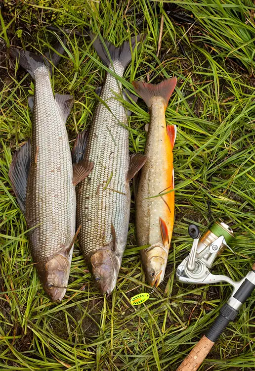 What Water Temp Do Largemouth Bass Spawn