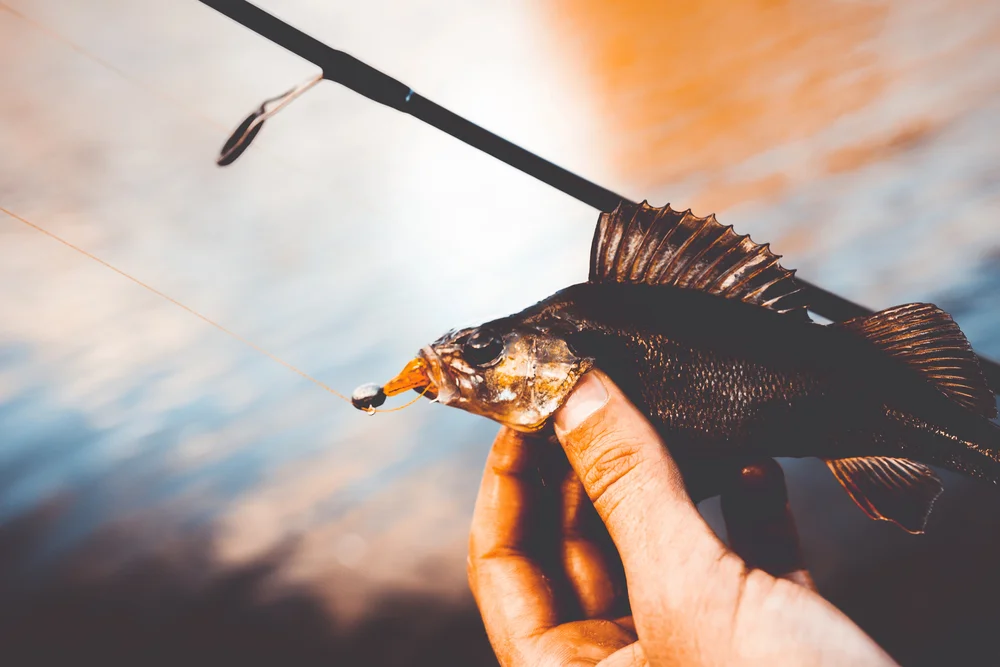 guided fly fishing trip with experienced fly fishing guides