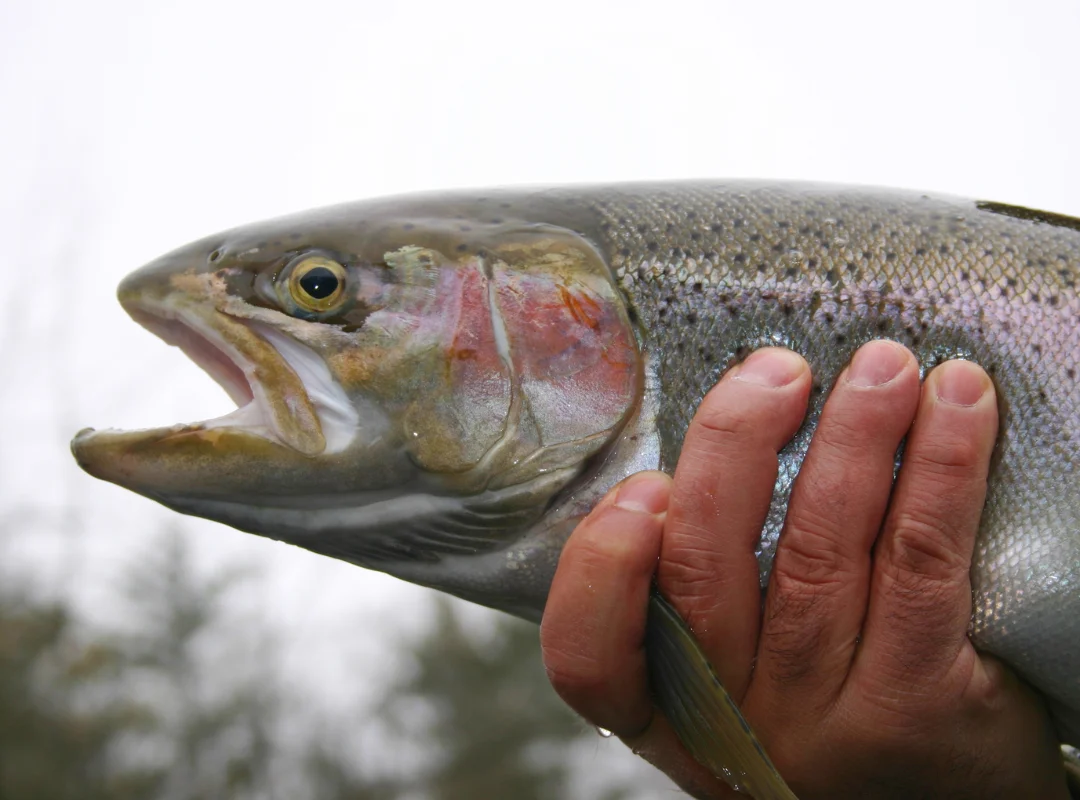 Fly Fishing Frontier Anglers TN