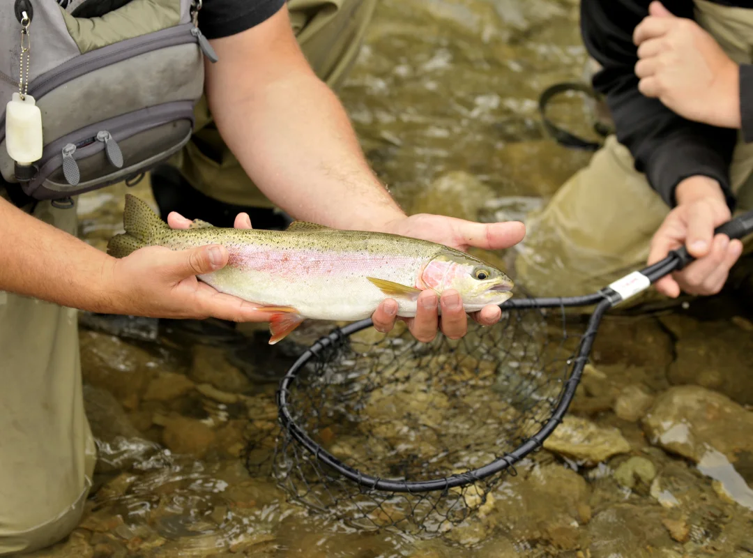 Fly Fishing Guide Tennessee
