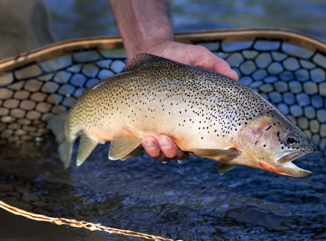 Frontier Anglers TN Fly Fishing Trips