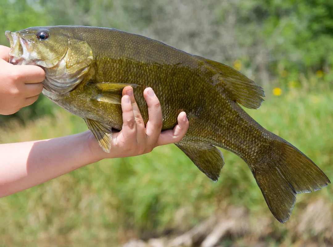 Catch-and-Release Etiquette for Tennessee Smallmouth