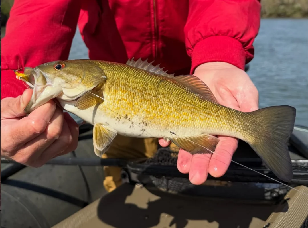 Smallmouth Bass Fishing Frontier Anglers TN