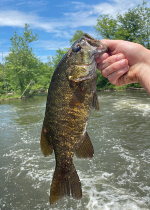 How Do Smallmouth Bass Behave During Midday