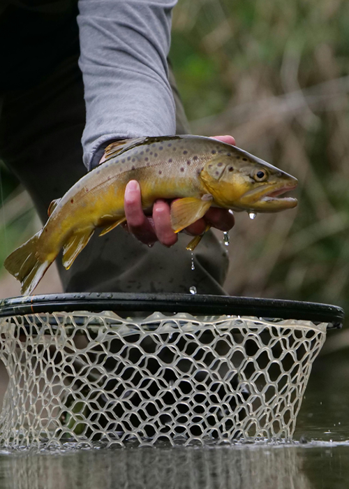How Are Wild Trout Populations Monitored & Managed in Tennessee