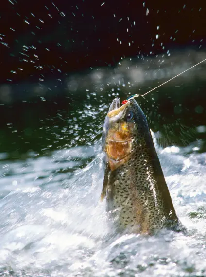 caney fork fly fishing using effective nymphing methods
