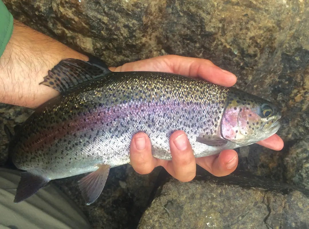 nymphing techniques for tennessee freestone streams fly fishing