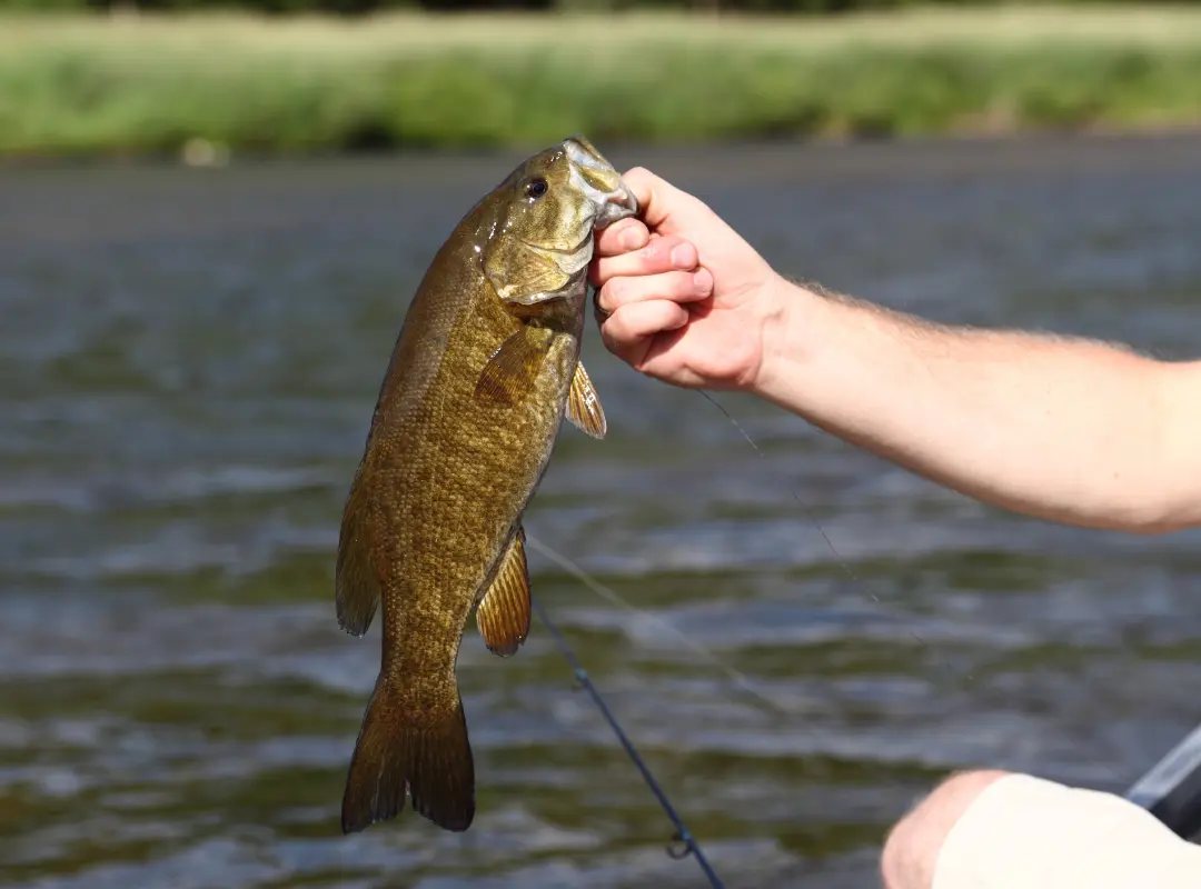 nymphing techniques for tennessee freestone streams fly fishing