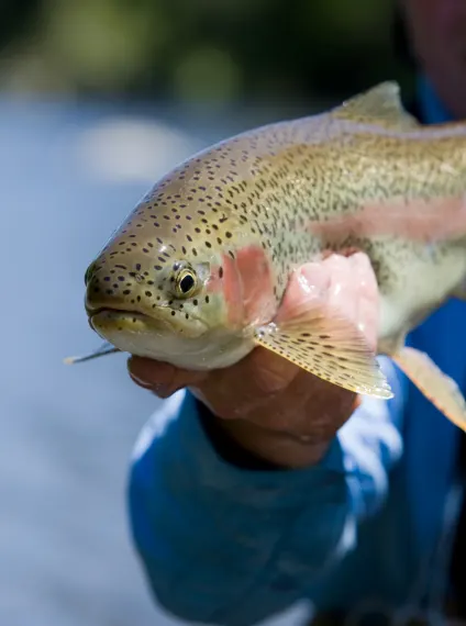guided fly fishing trip with experienced fishing guides