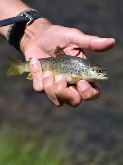 caney fork fly fishing using effective nymphing methods