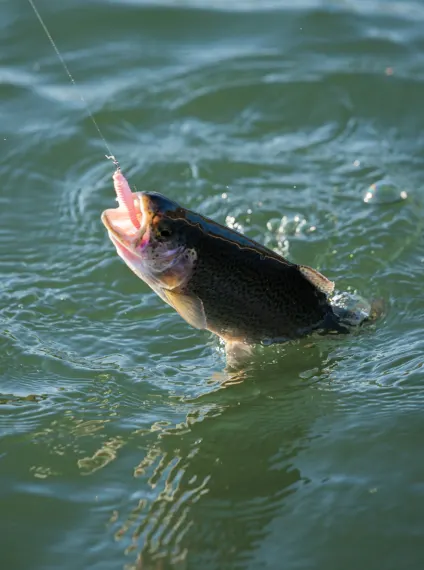 clinch river fly fishing experience with a professional guide