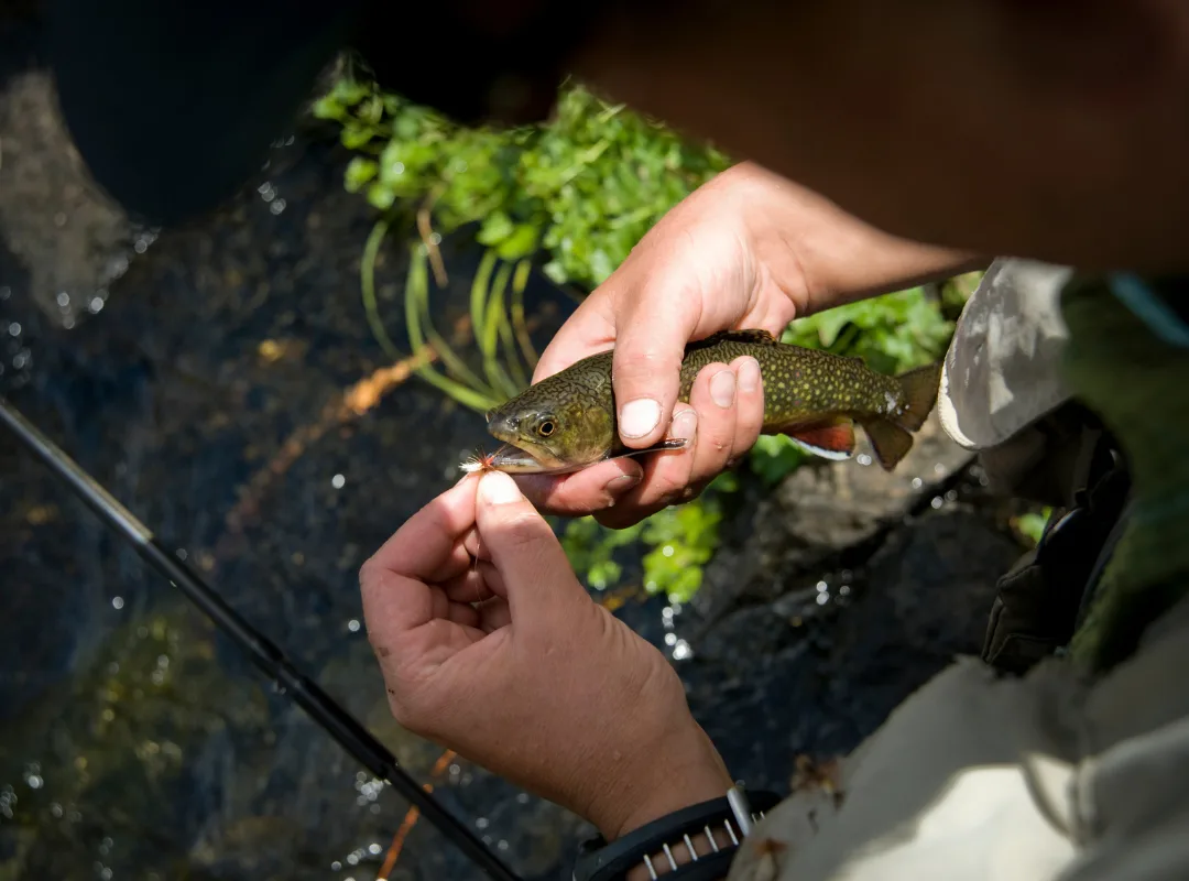 nymphing techniques for tennessee freestone streams fly fishing