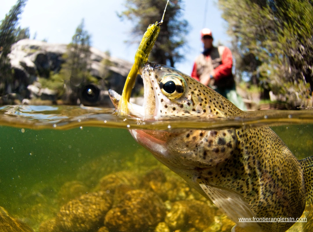 nymphing techniques for tennessee freestone streams fly fishing