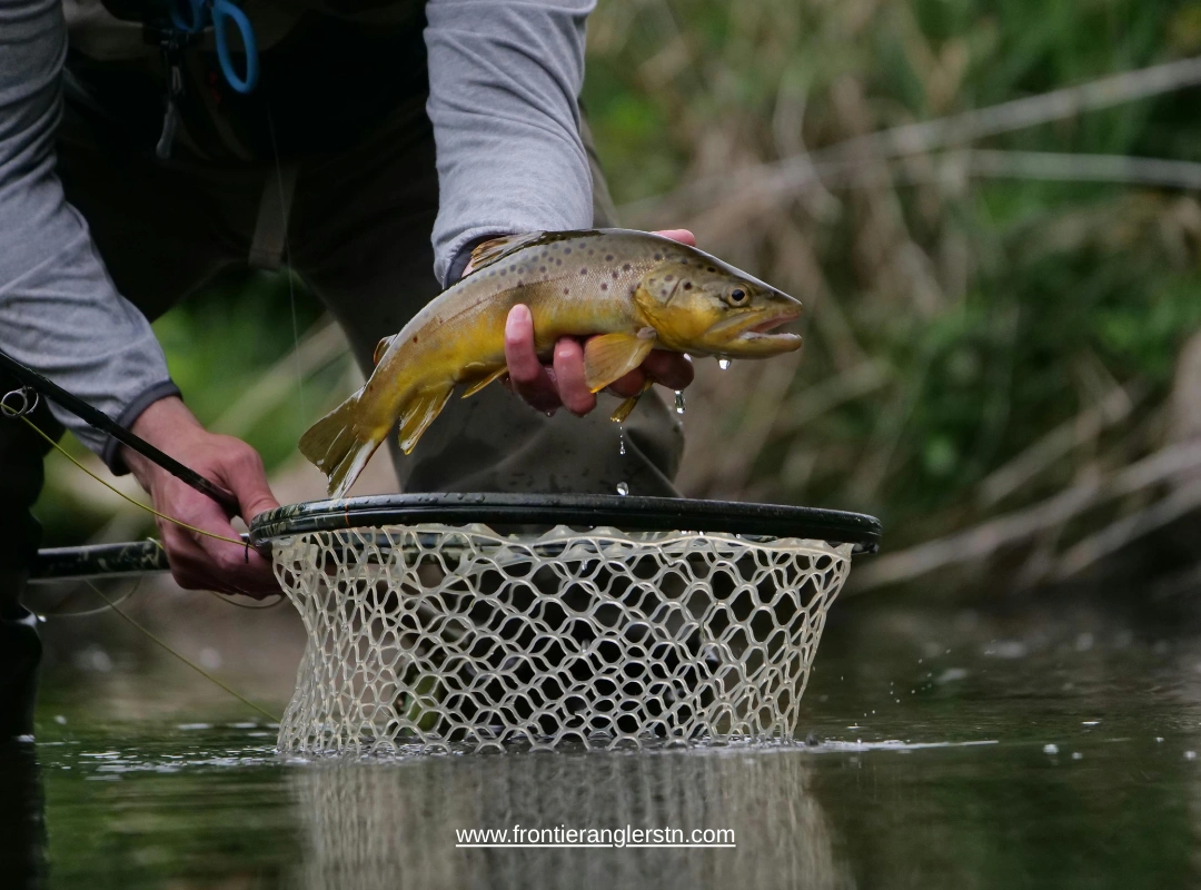 nymphing techniques for tennessee freestone streams fly fishing