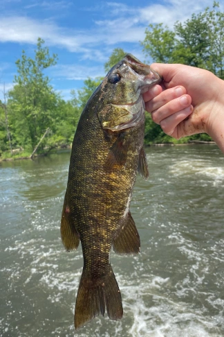 How Do Smallmouth Bass Behave During Midday