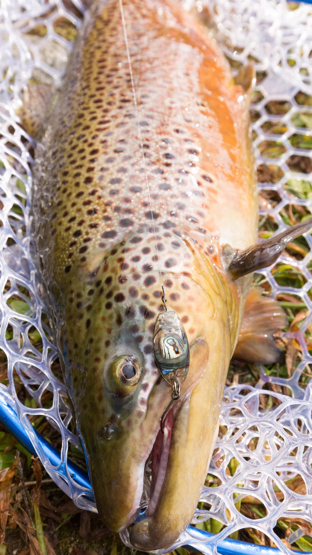 What Is the Rarest Trout to Catch in Tennessee