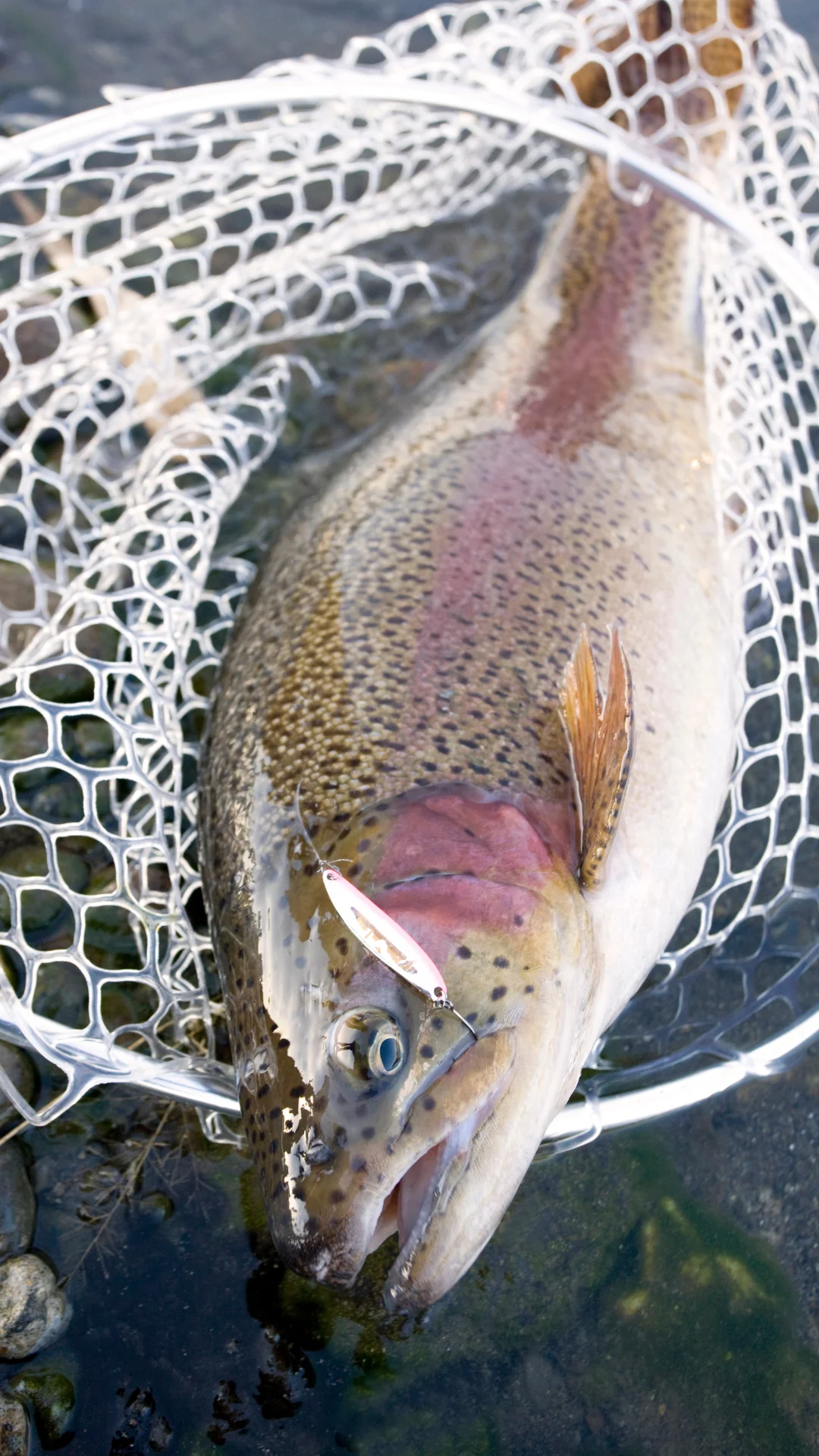 Where Are the Biggest Trout in Tennessee