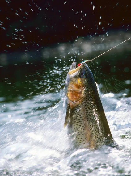 What weather is perfect for fishing?