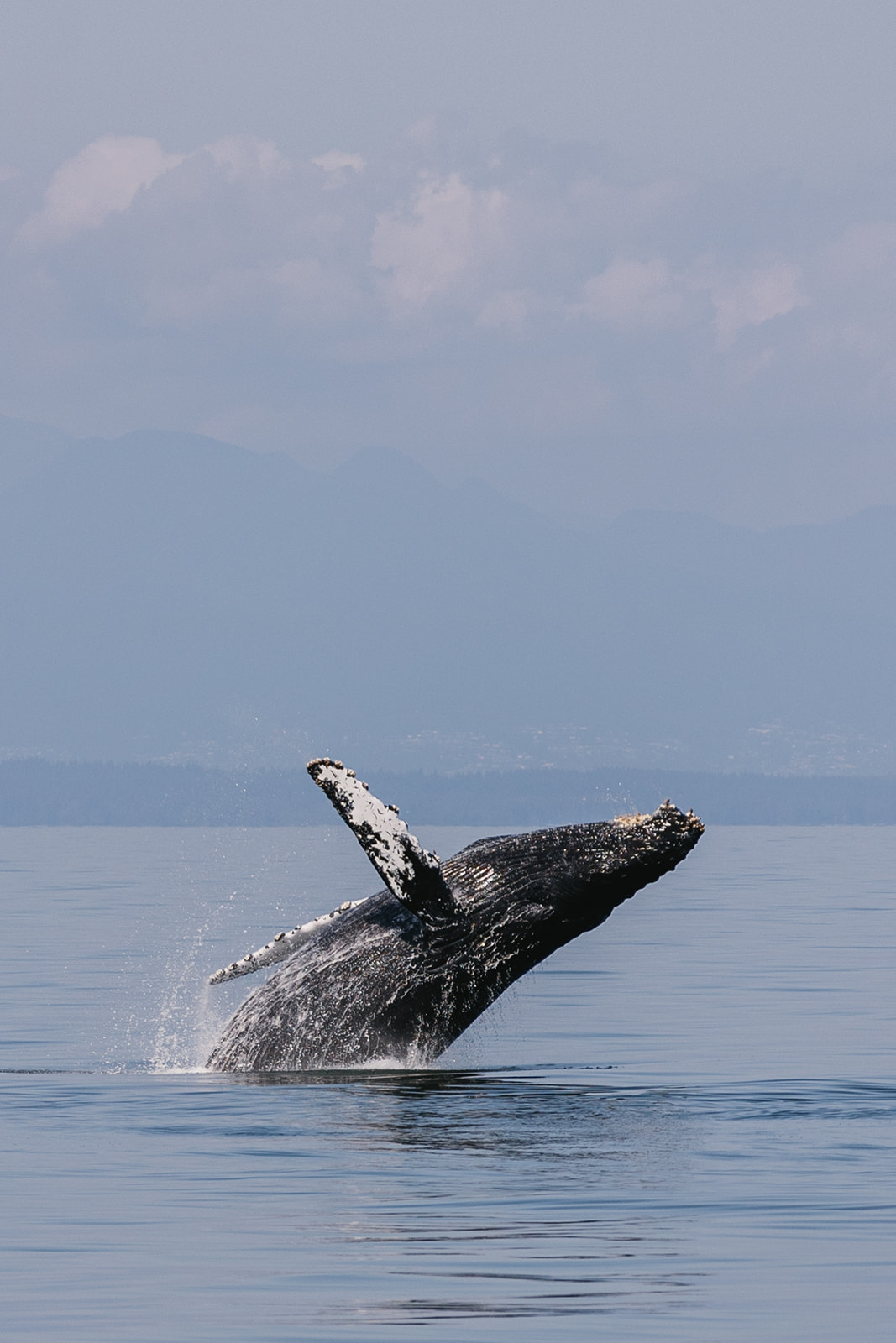 humpback whale breaching