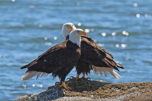 Two bald eagles perching on rocks