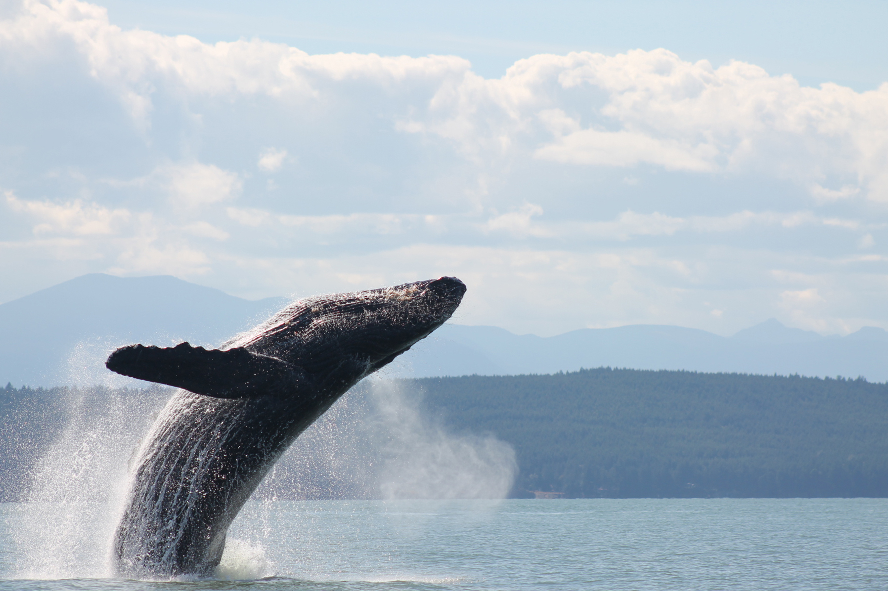 Humpback whale breaching