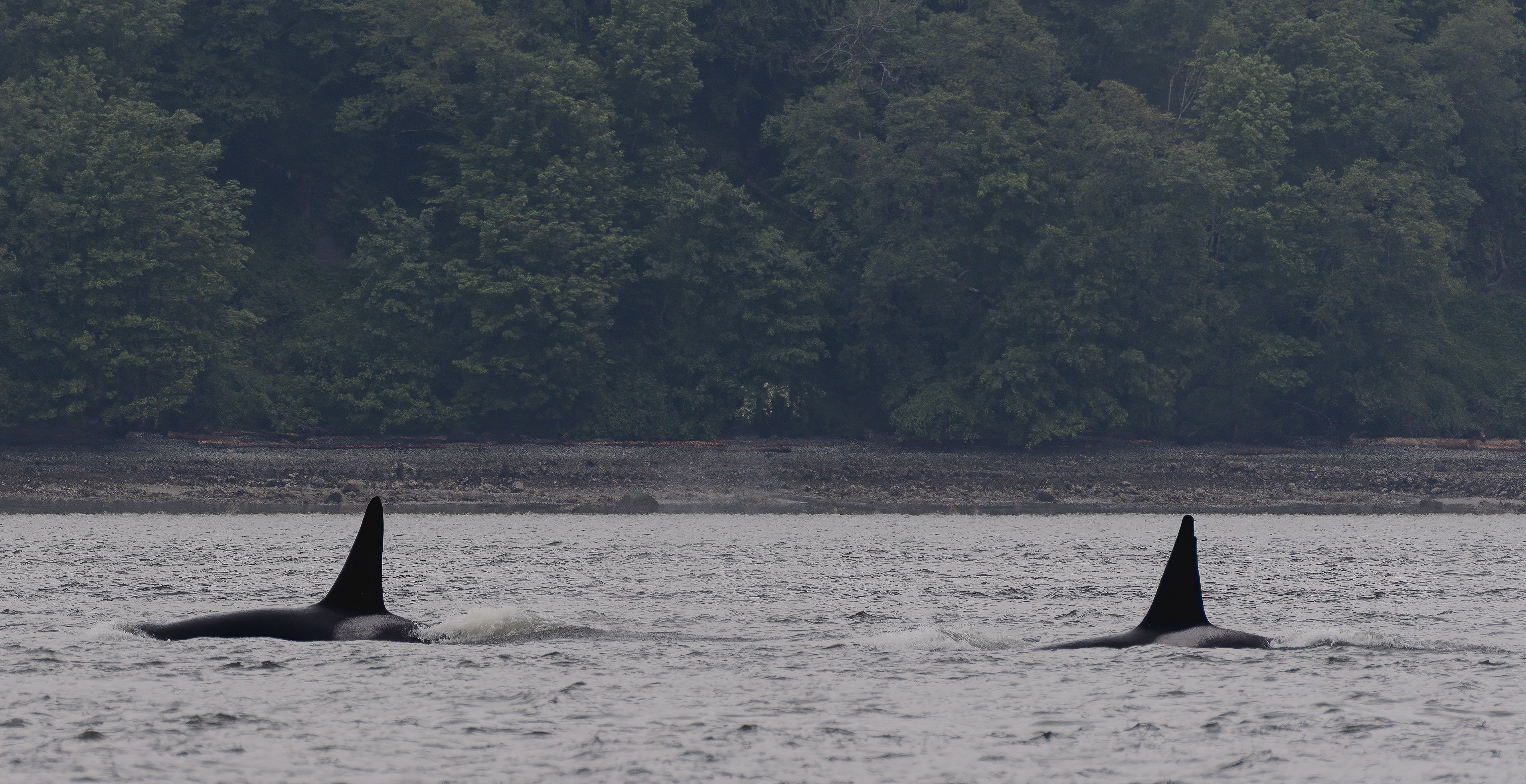 Two male orcas swimming
