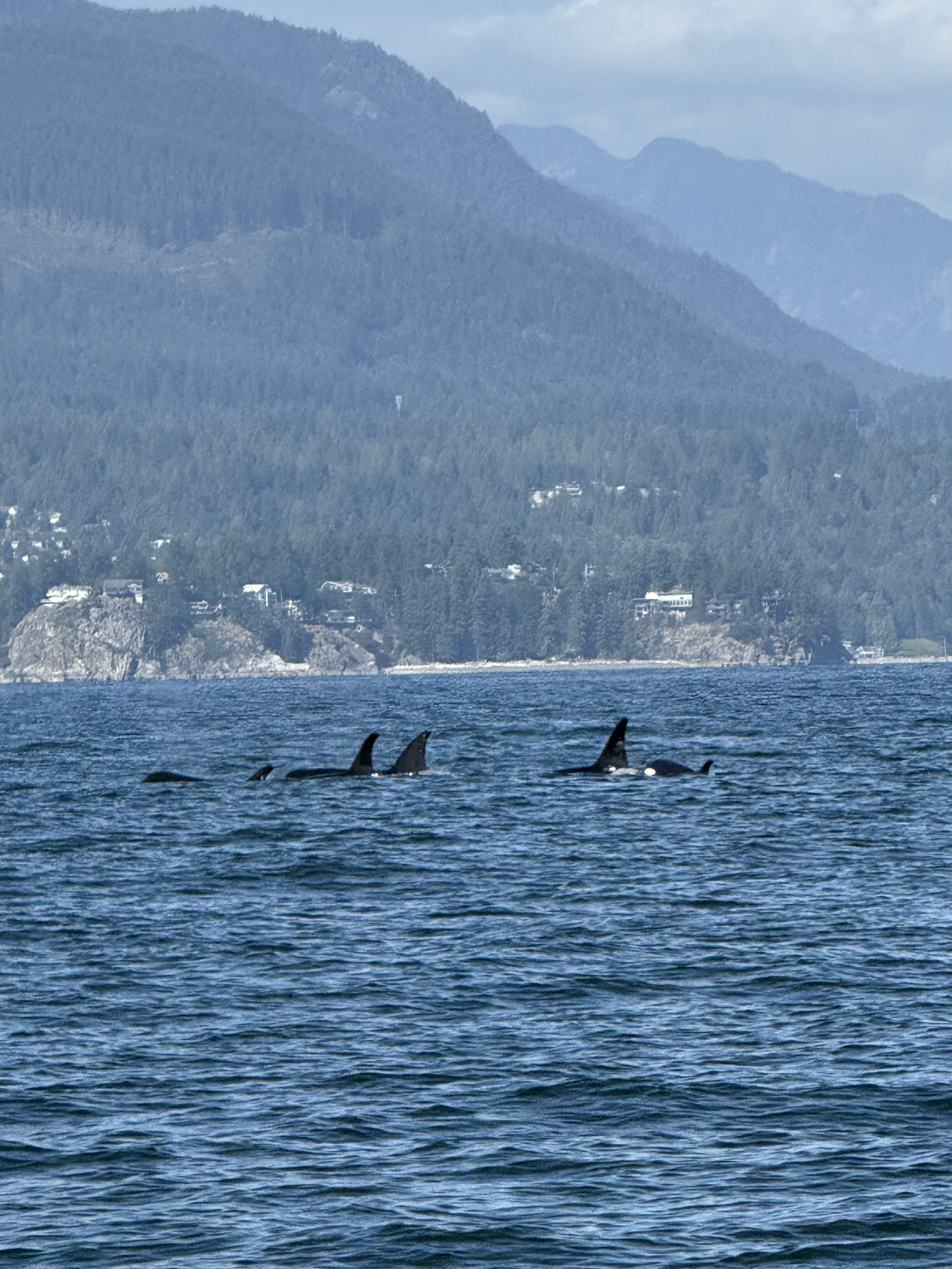Northern Resident Killer Whales