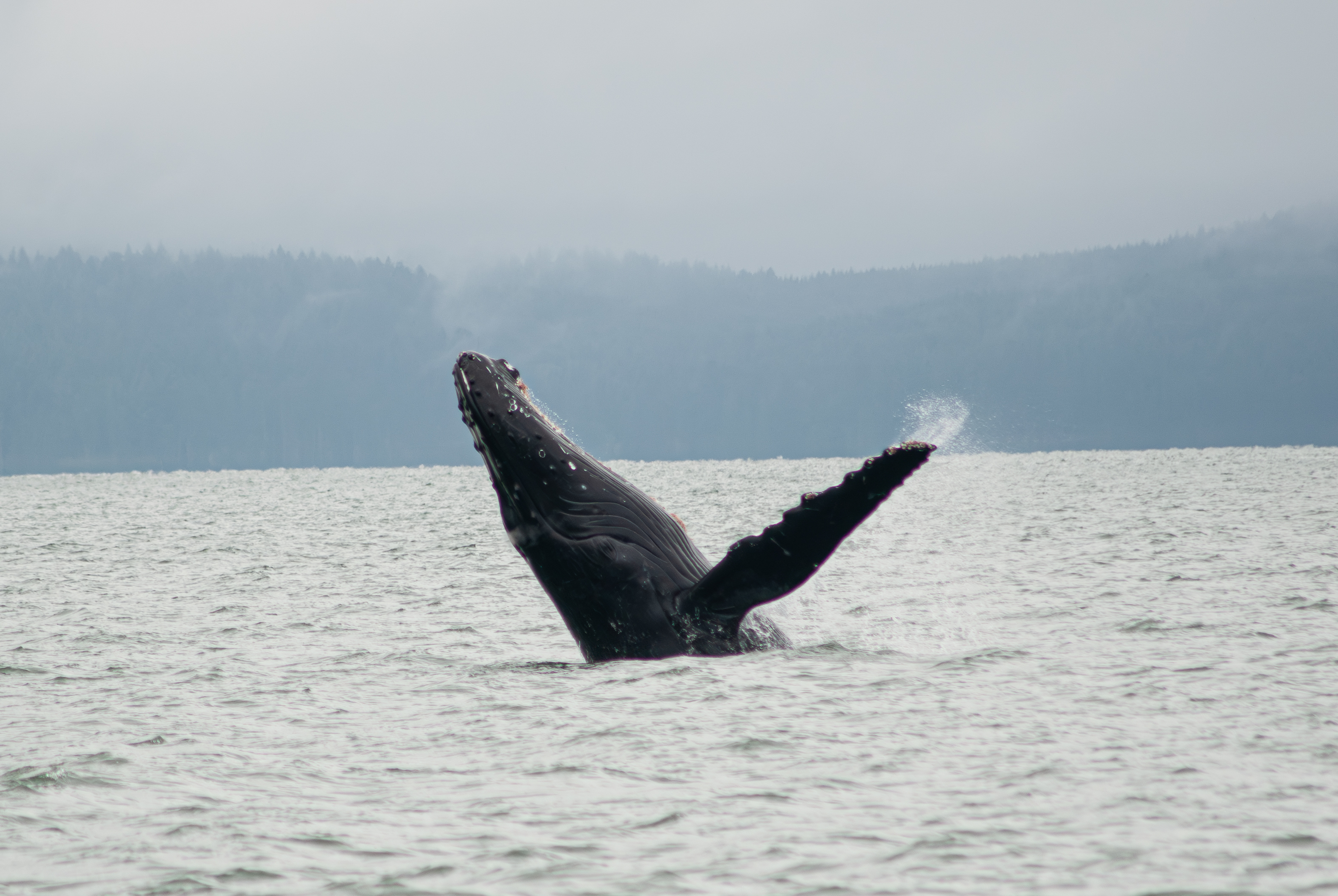 humpback whale breaching in the Salish Sea