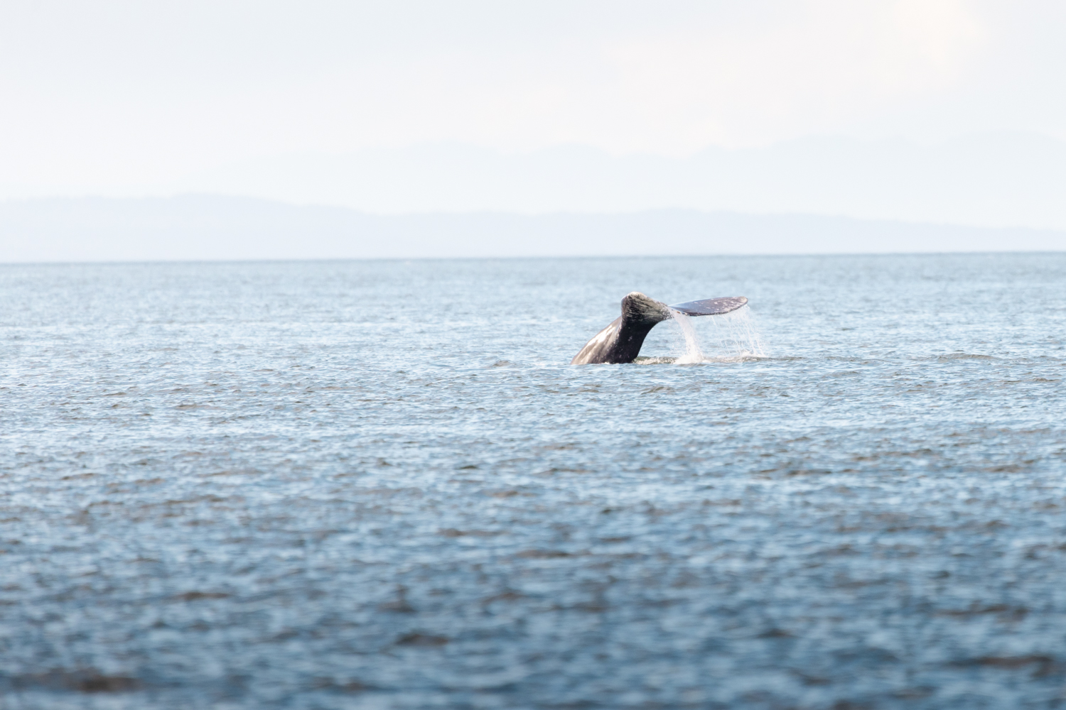 grey whale CRC2383 diving
