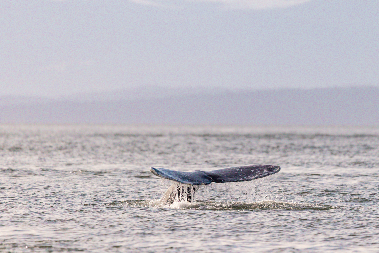 fluke of grey whale CRC2383 near Vancouver