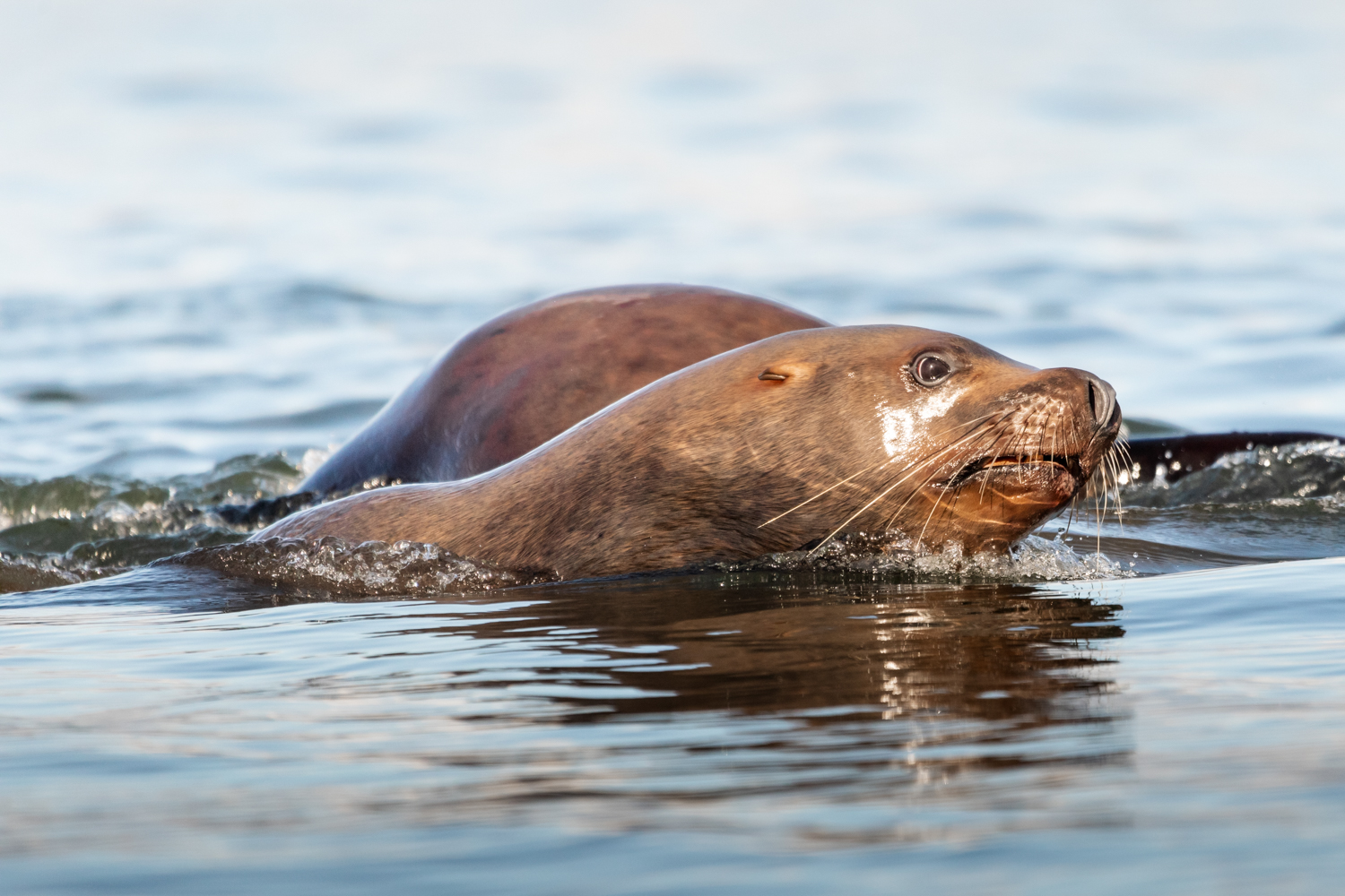 stellar sea lion in the water