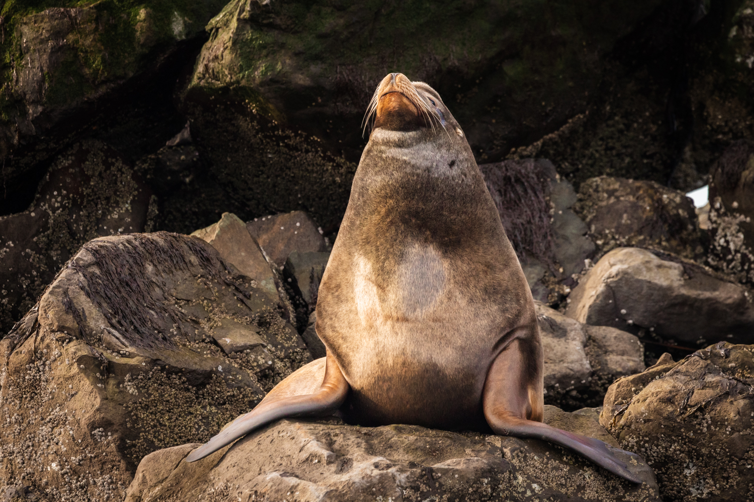 California sea lion resting ashore