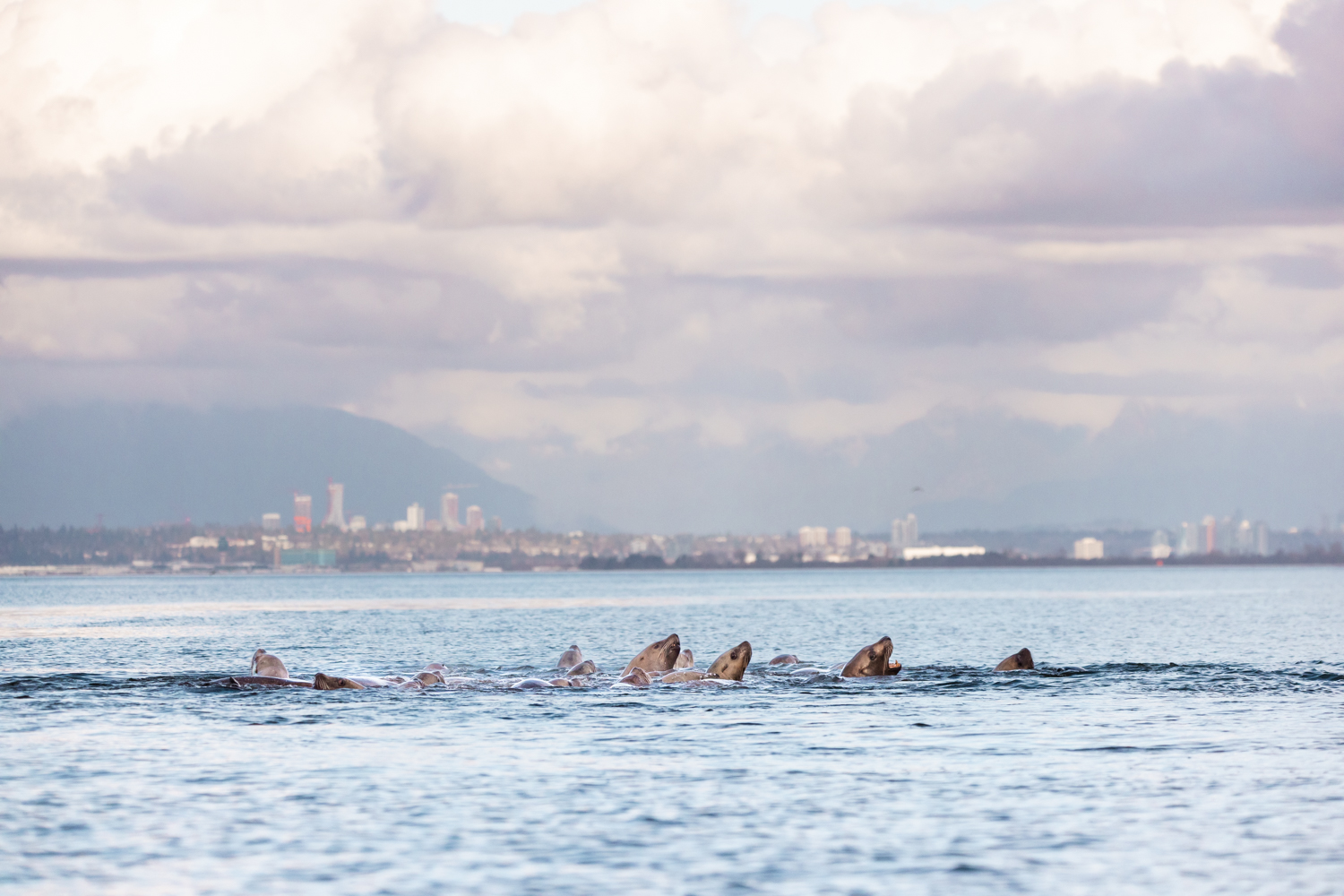 a group of steller sea lions in front of Vancouver