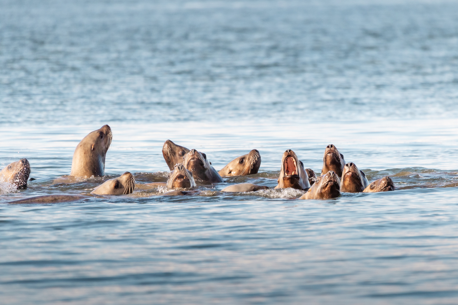 a group of stellar sea lions in the water