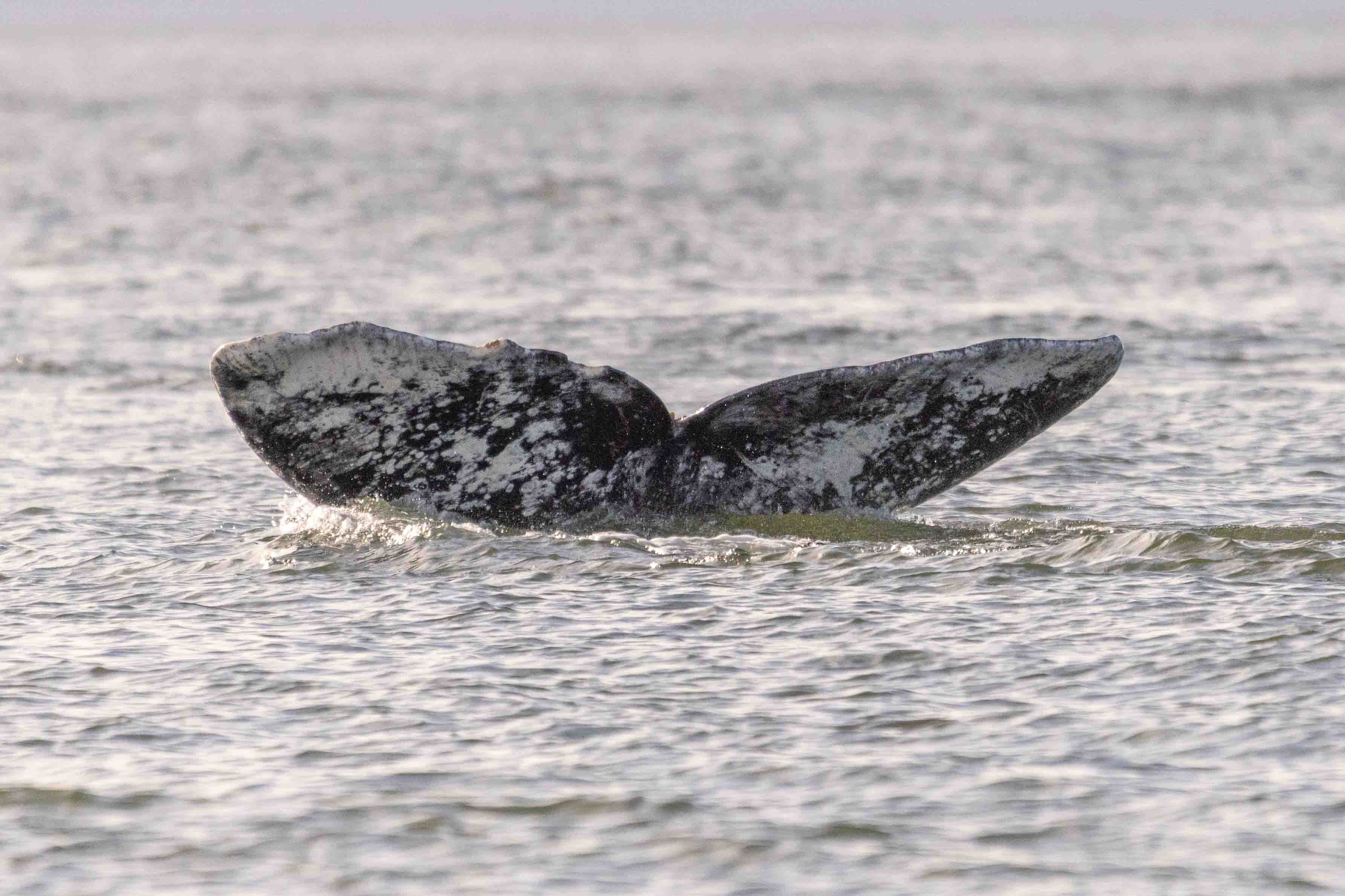 fluke of grey whale CRC2383