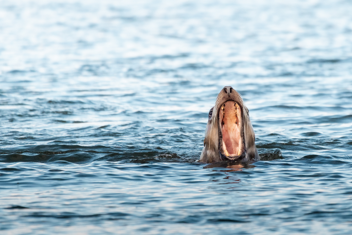 male steller sea lion showing his teeth