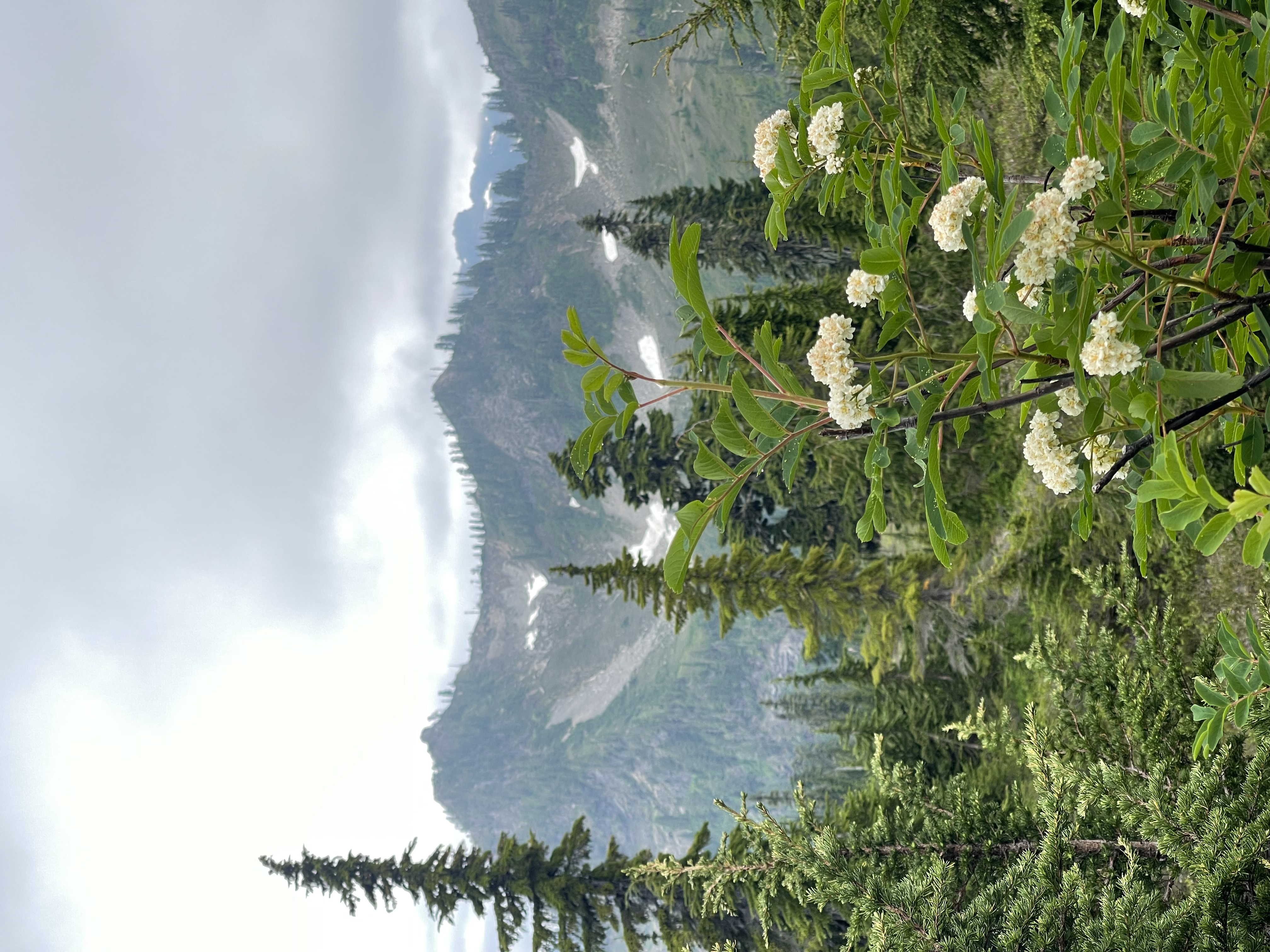 Wildflowers on a mountain with patches of snow in the distance