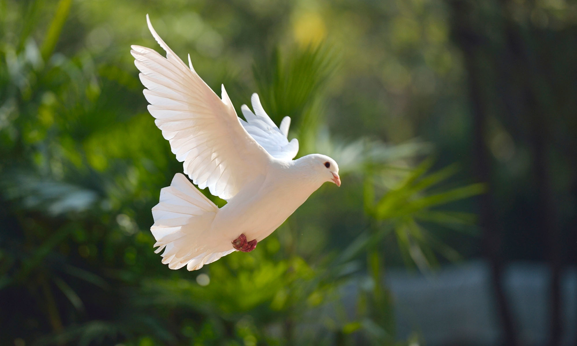 A dove flying