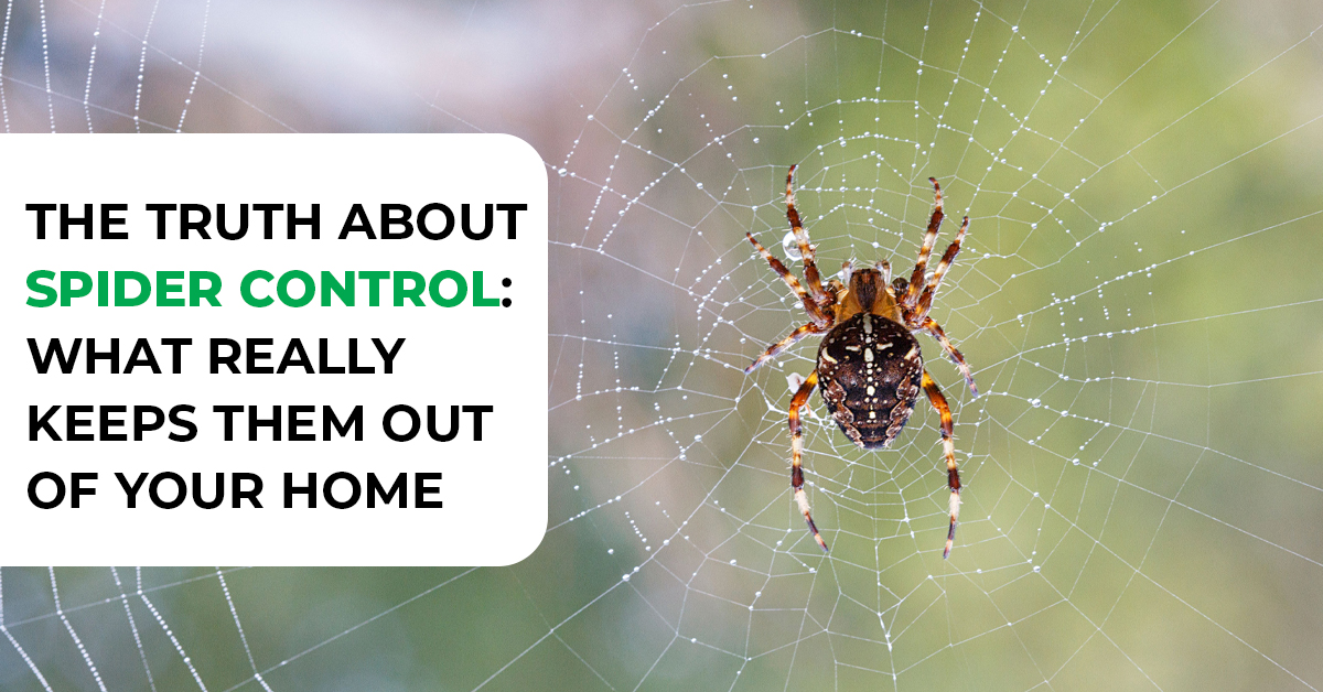 The Truth About Spider Control: What Works and What Doesn’t