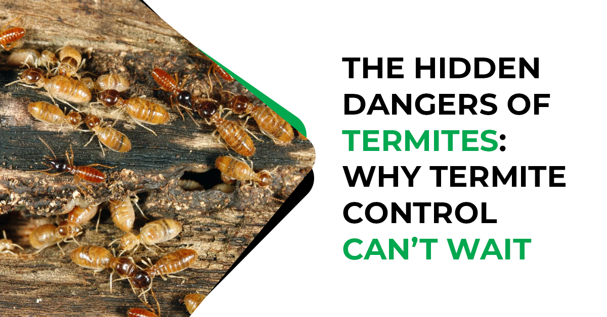 The Hidden Dangers of Termites: Why Termite Control Can’t Wait