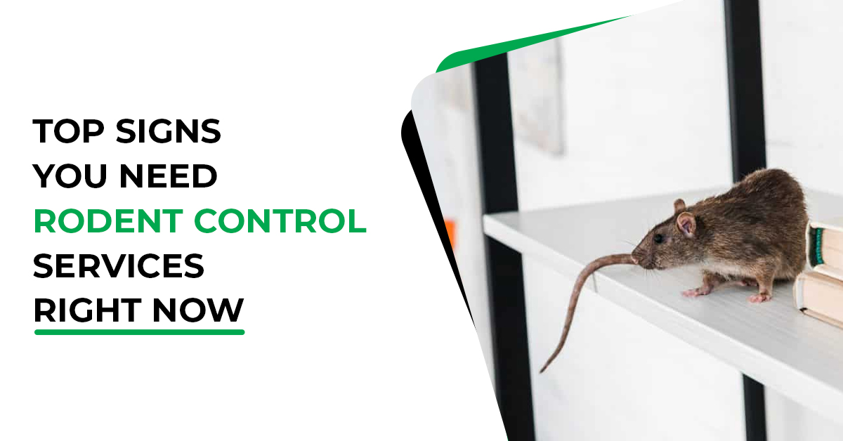 Top Signs You Need Rodent Control Services – Preston Pest