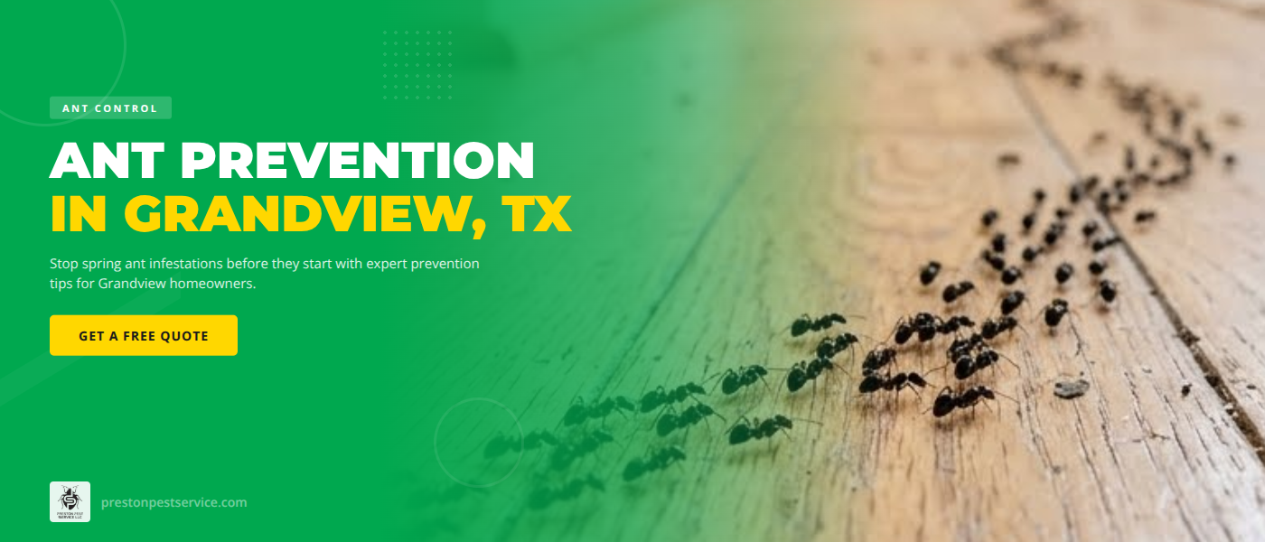 Close-up of ants trailing along a Grandview TX home foundation during spring ant season