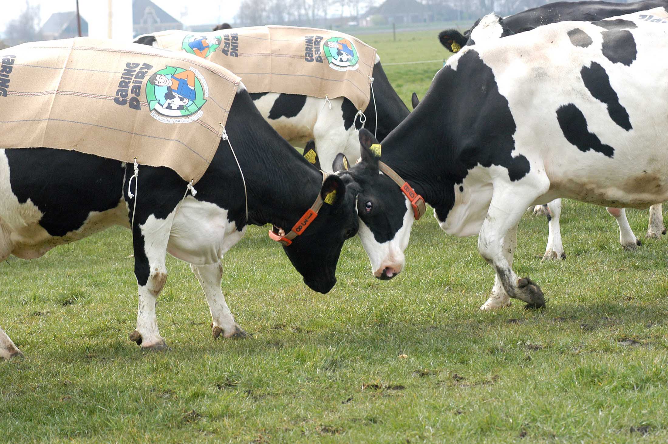 Koeien in de beemster polder met CONO Caring Dariy kleedjes