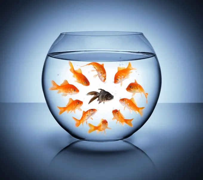 Scaling the kafka consumer for a machine learning service in python-One bad fish