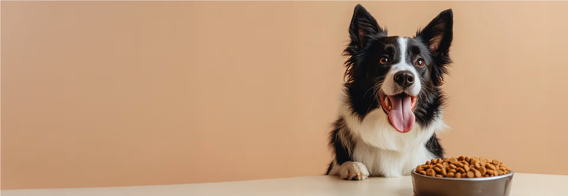 A cute hungry dog licking its lips