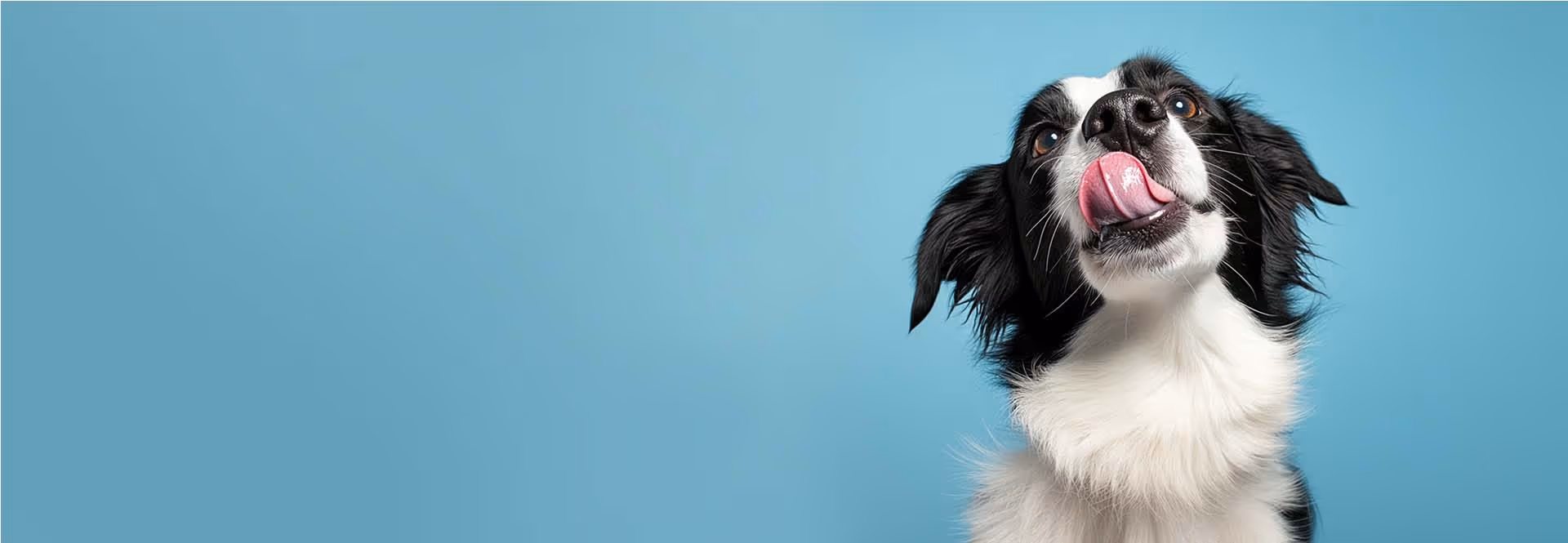 En sød, sulten hund slikker sig om munden
