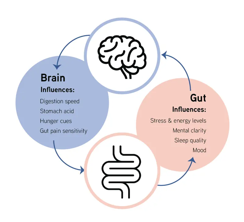 Diagram of the two-way gut-brain connection: the brain influences digestion speed, stomach acid, hunger cues and gut pain sensitivity; the gut influences stress and energy, mental clarity, sleep quality and mood