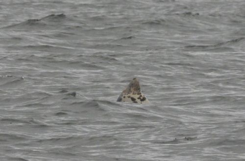 A well camouflaged seal