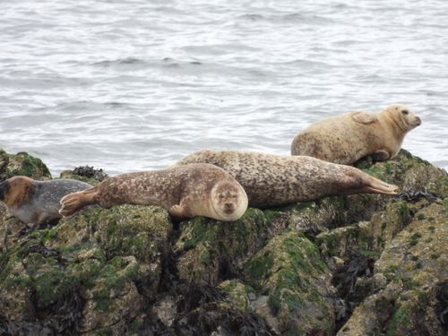 Seals basking on the rocks