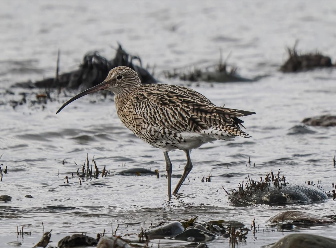 Avocet - River Garnock